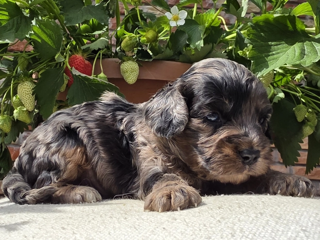 Cavapoo Welpe kaufen