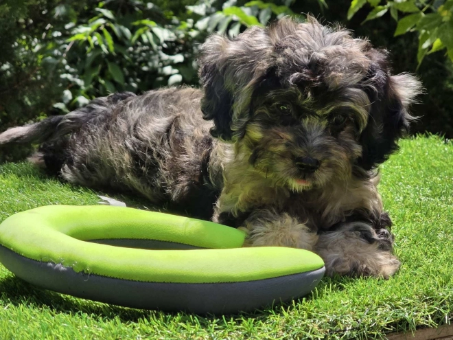 Cavapoo Welpe kaufen