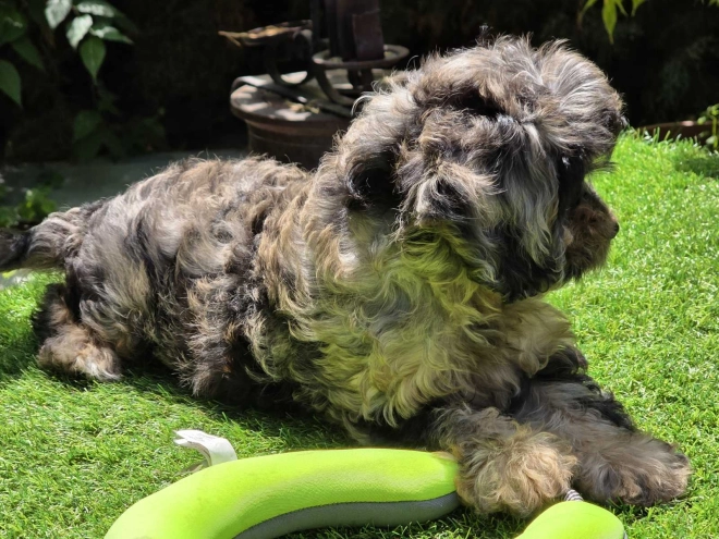 Cavapoo Welpe kaufen