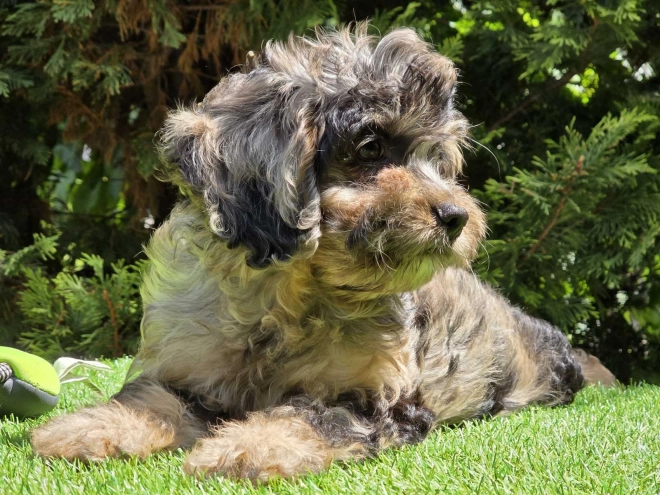 Cavapoo Welpe kaufen