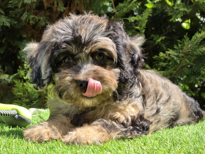 Cavapoo Welpe kaufen