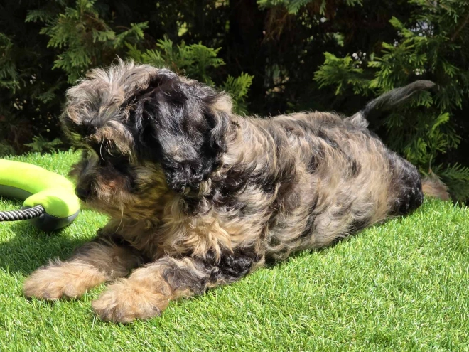 Cavapoo Welpe kaufen