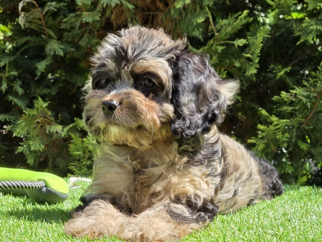 Cavapoo Welpe kaufen