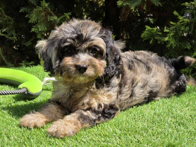 Cavapoo Welpe kaufen