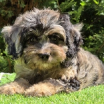 Archie – F1, merle Cavapoo Welpen kaufen