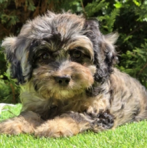 Archie – F1, merle Cavapoo Welpen kaufen