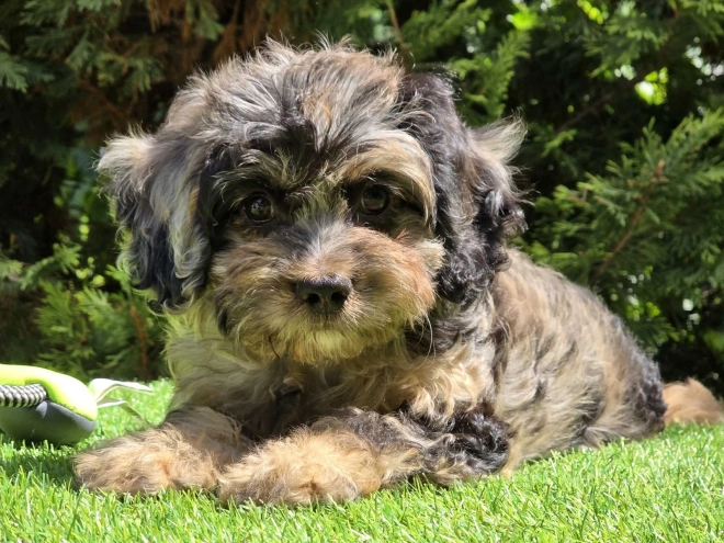 Cavapoo Welpe kaufen