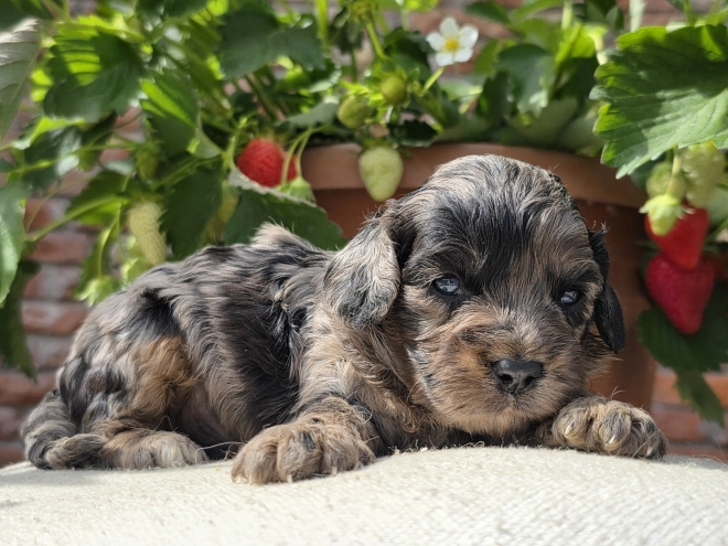 Cavapoo Welpe kaufen