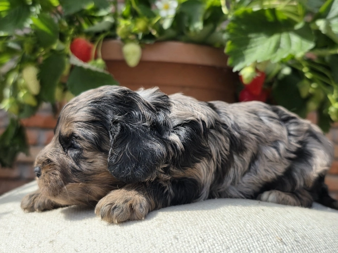 Cavapoo Welpe kaufen