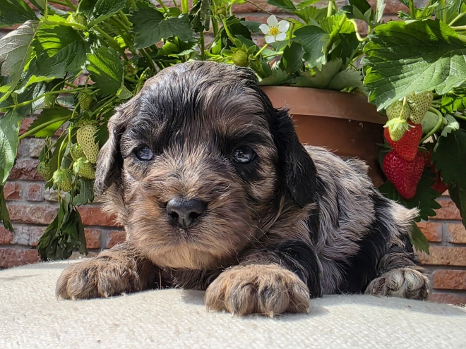 Cavapoo Welpe kaufen
