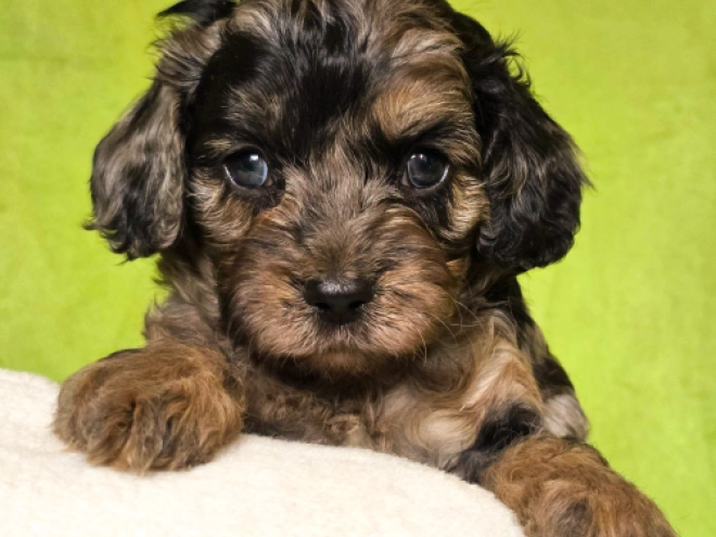 Cavapoo Welpe kaufen