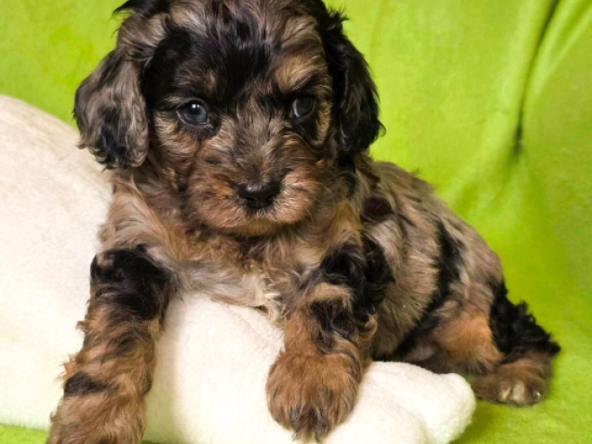 Cavapoo Welpe kaufen