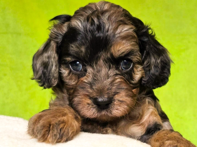 Cavapoo Welpe kaufen