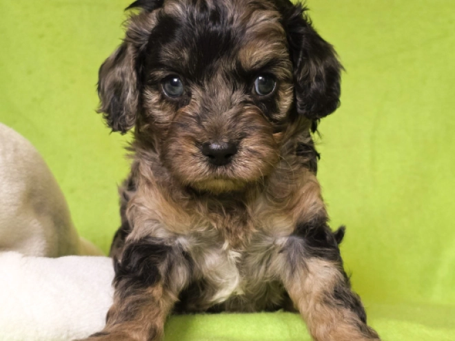 Cavapoo Welpe kaufen