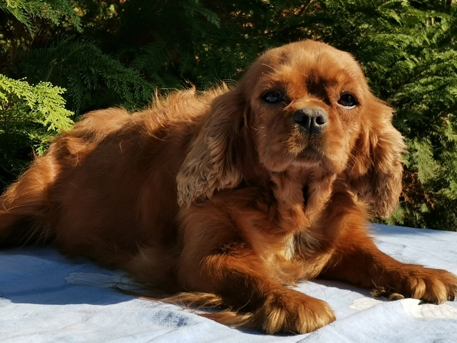 Cavapoo Welpe kaufen