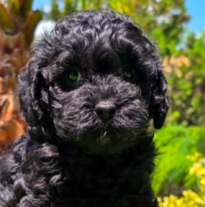 Cavapoo puppy for sale