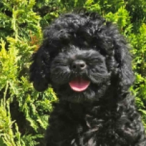 Black Diamond _ F1b, black Cavapoo for sale