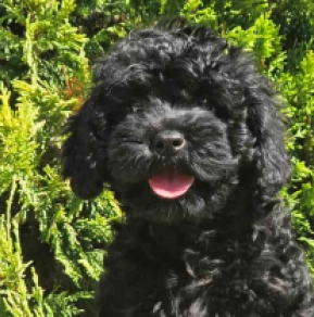 Cavapoo puppy for sale