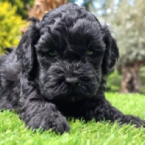 Black Diamond _ F1b, black Cavapoo for sale