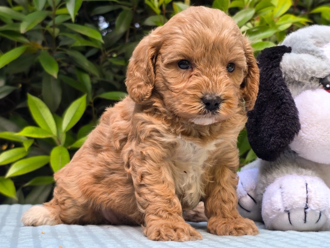 Cavapoo puppy for sale