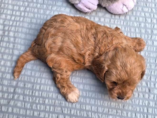 Cavapoo puppy for sale