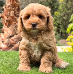 Cavapoo Welpe kaufen