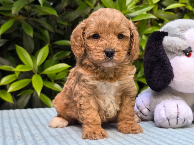 Cavapoo puppy for sale