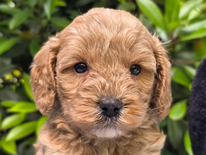 Cavapoo puppy for sale