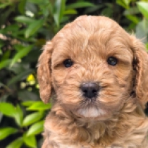 Mindy – F1b, golden Cavapoo for sale