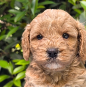 Cavapoo puppy for sale