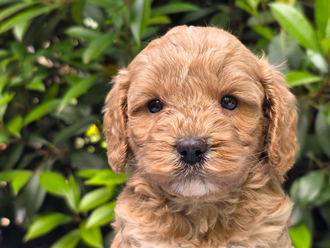Cavapoo puppy for sale