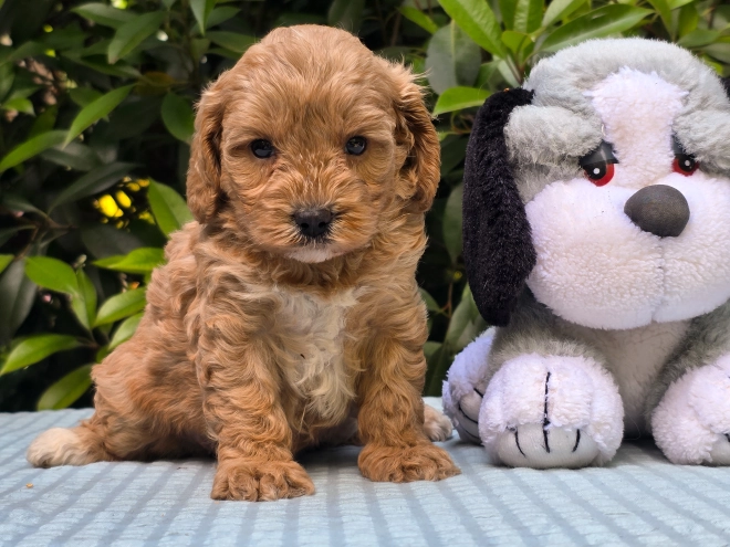 Cavapoo puppy for sale