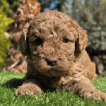 Blue-Eyed Peanut – F1b, brown Cavapoo for sale