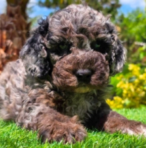 Cavapoo puppy for sale
