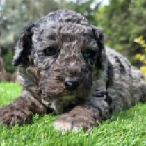 Ocean – F1b, merle Cavapoo for sale