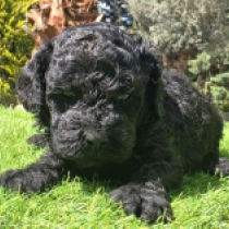Curly Black Jack – F1b, black Cavapoo for sale