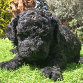 Cavapoo puppy for sale