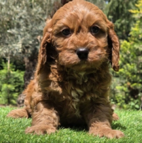 Cavapoo puppy for sale
