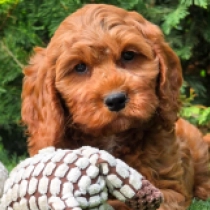 Big Gatsby – F1b, red Cavapoo for sale