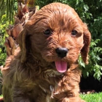 Big Gatsby – F1b, red Cavapoo for sale