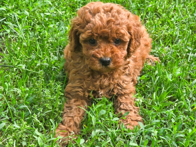 Cavapoo puppy for sale