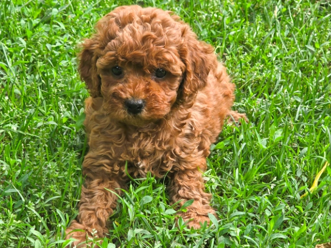 Cavapoo puppy for sale