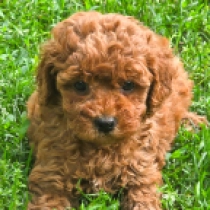 Red Sonja – F2b, red Cavapoo for sale
