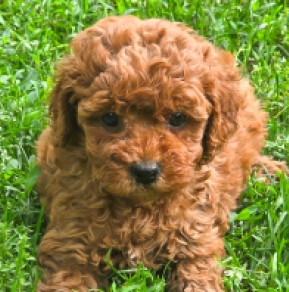 Perros Cavapoo en venta