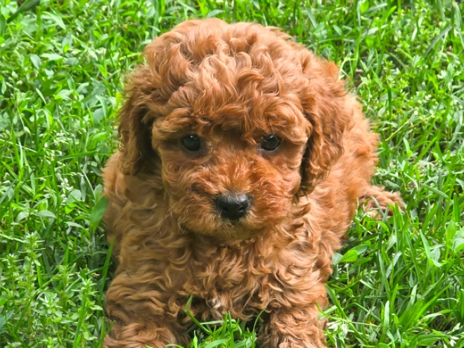 Cavapoo puppy for sale