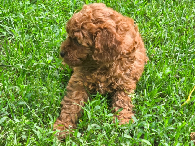 Cavapoo puppy for sale