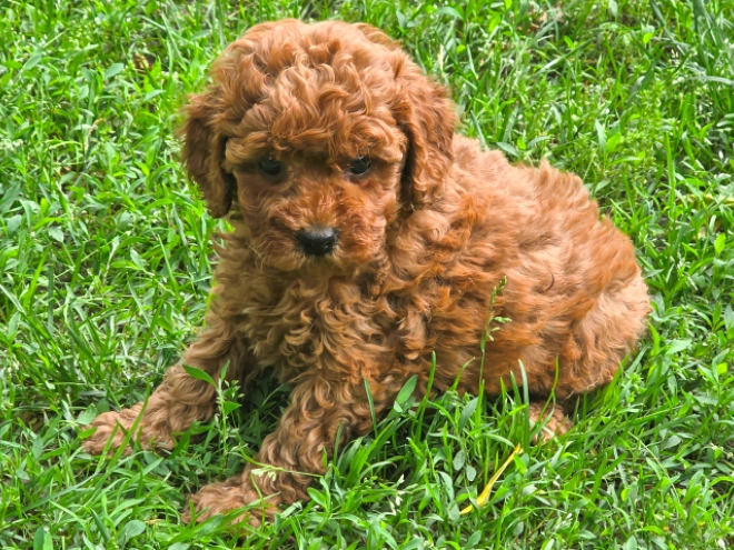 Cavapoo puppy for sale