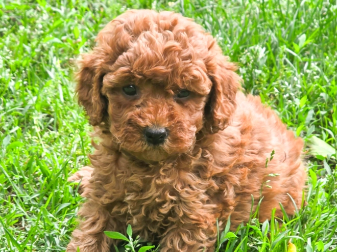Cavapoo puppy for sale