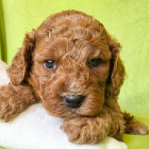 Curly Jack – F2b, red Cavapoo for sale