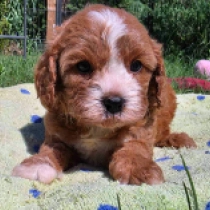 Red Robert – F2b, red Cavapoo for sale